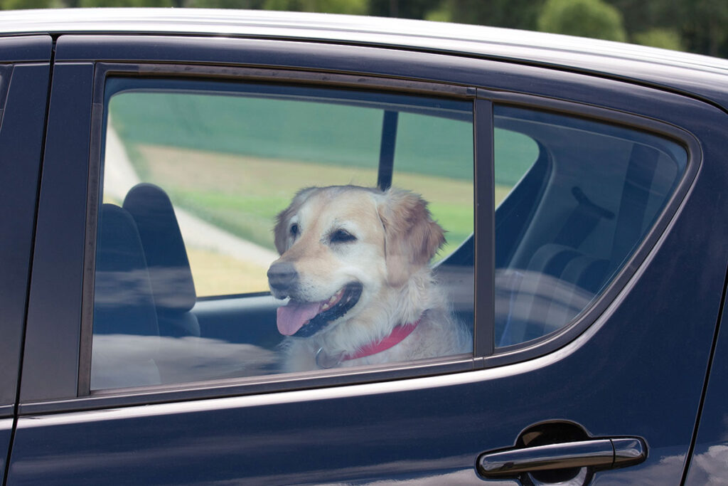 medical-heatstroke-dog-locked-in-car