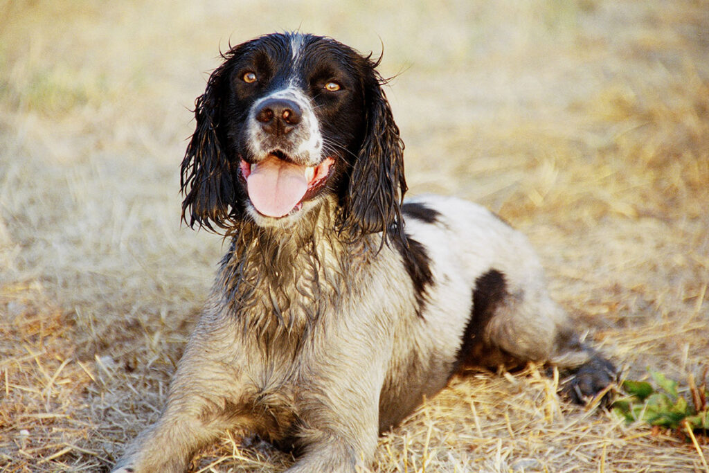 medical-heatstroke-dog-wet-panting