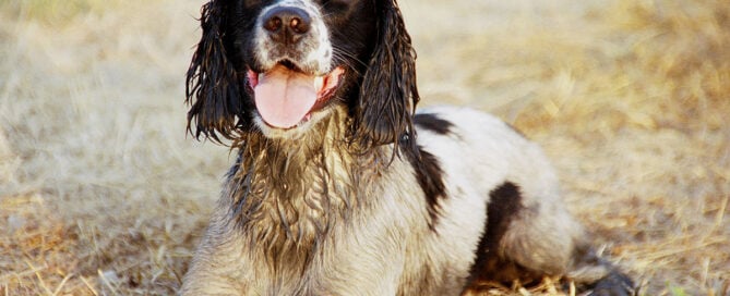 a dog with its tongue out