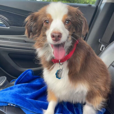 pm6108-ruby-female-adult-bfown-white-mini-aussie-mix-042022b