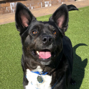 a black dog sitting on grass