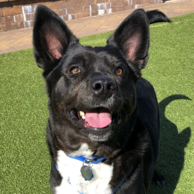 pm6129-dune-male-adult-black-white-shar-pei-mix-031622a