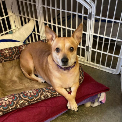 r167335-al-male-young-tan-white-chihuahua-mix-042221