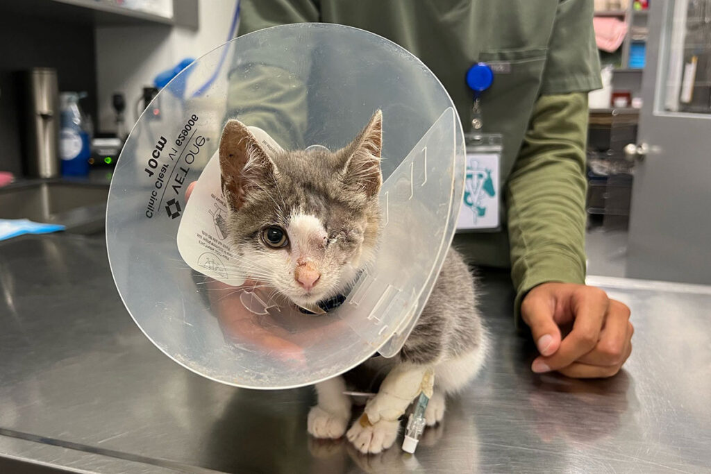 rescue-zucchini-acc-post-op-071022e
