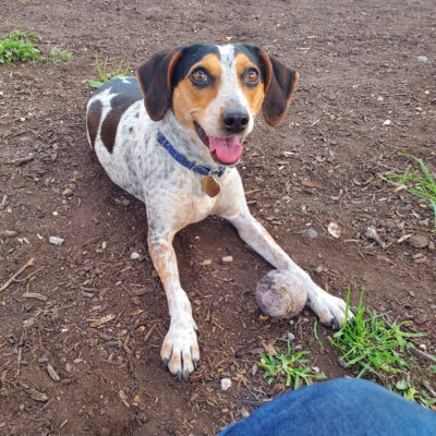 t102425-esme-female-adult-brown-white-beagle-mix-032422a