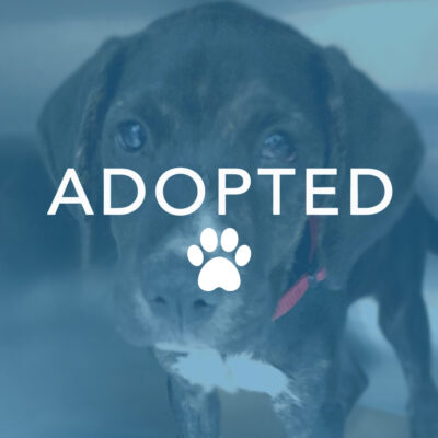dogust_g28828_opal_adopted Moriah