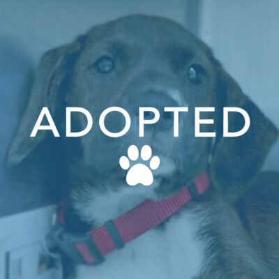 dogust_g28829_georgia_adopted Luke