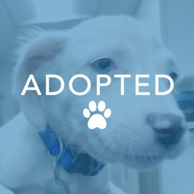 dogust_g28833_thor_adopted Winnie