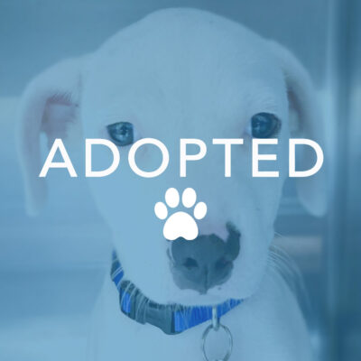 dogust_g28834_odin_adopted Wyatt