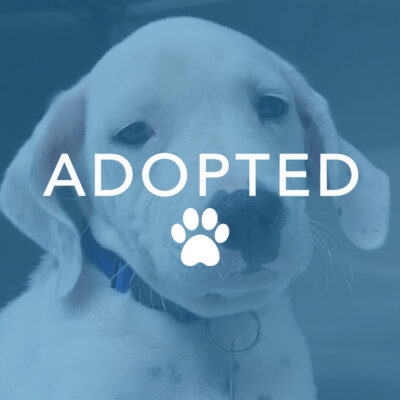 dogust_g28835_romeo_adopted Wyatt