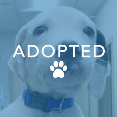 dogust_g28837_loki_adopted Luke