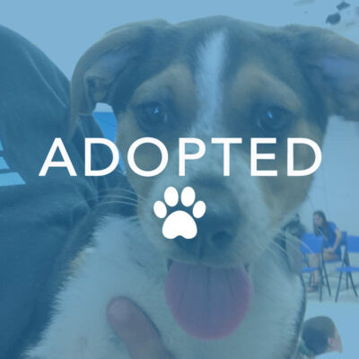 dogust_t105734_hamilton_adopted Luke