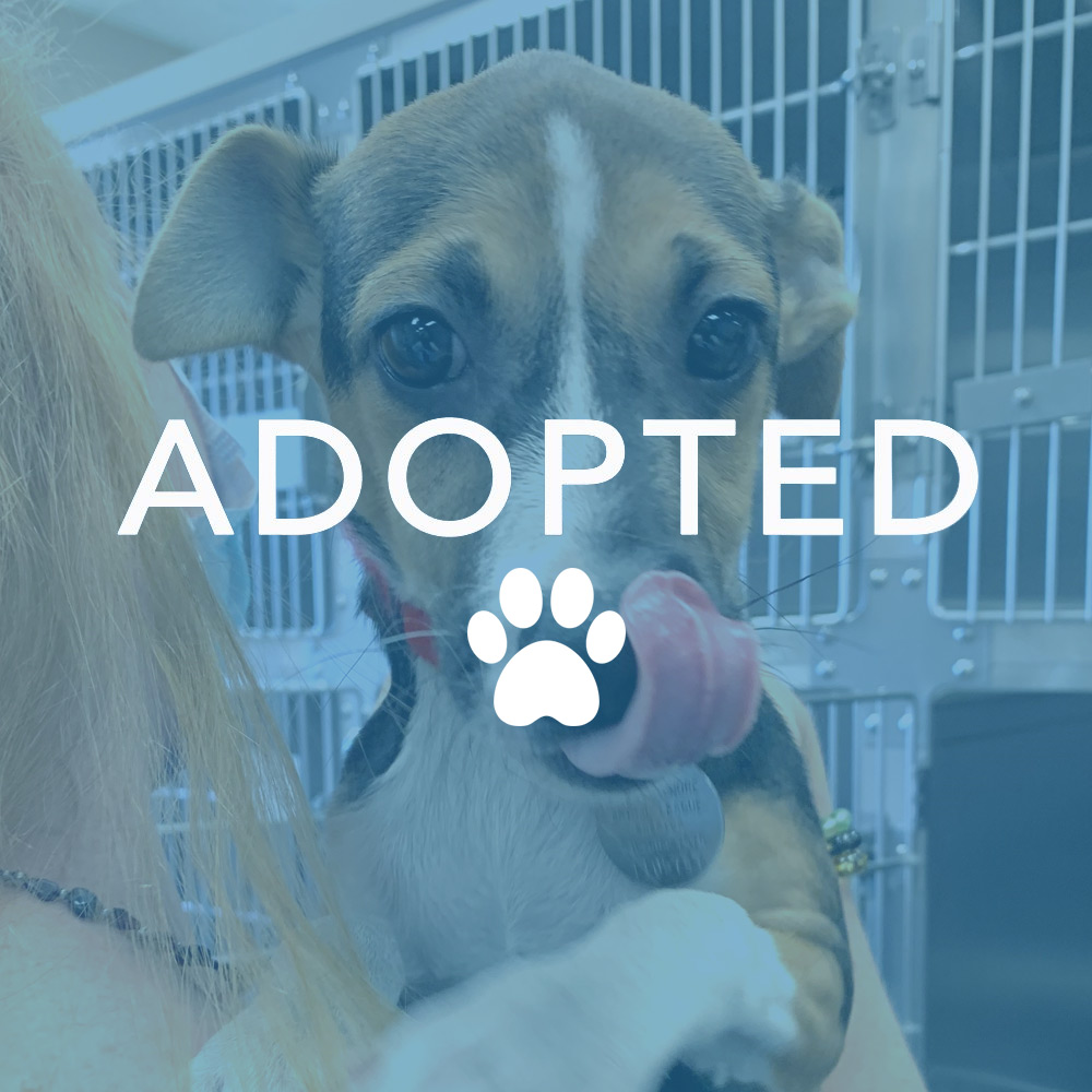 dogust_t105747_theo_adopted Luke