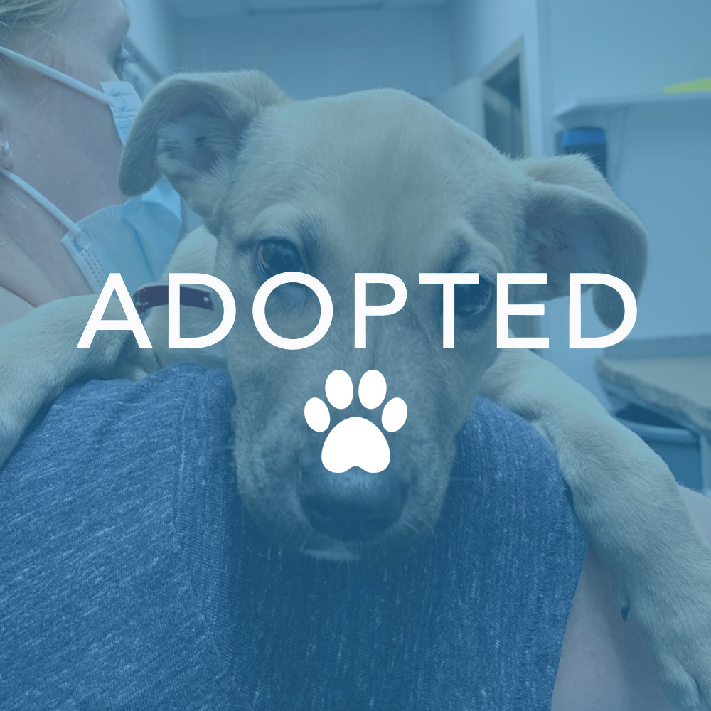 dogust_t105750_angelica_adopted Winnie
