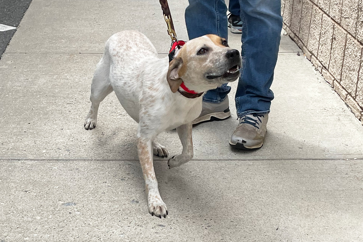 a dog on a leash