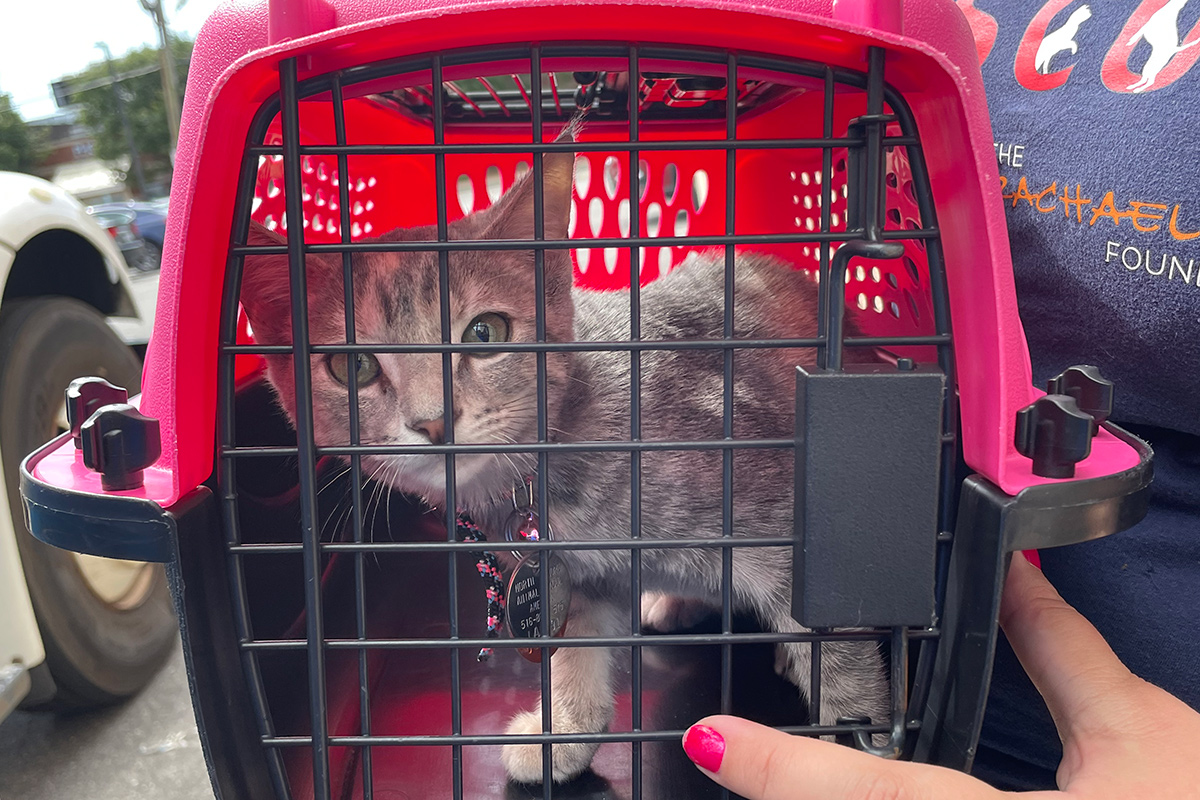 a cat in a carrier