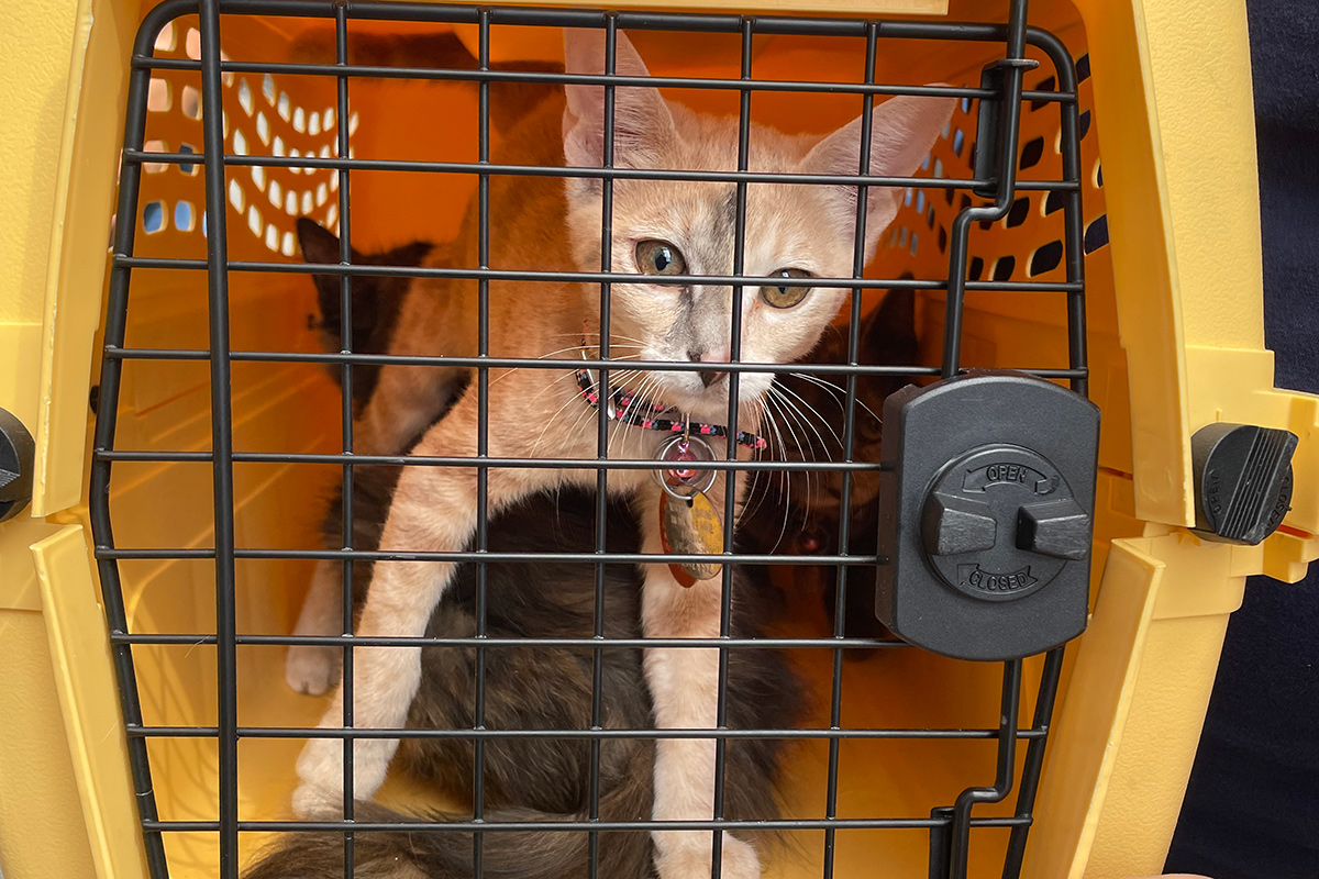 a cat in a cage