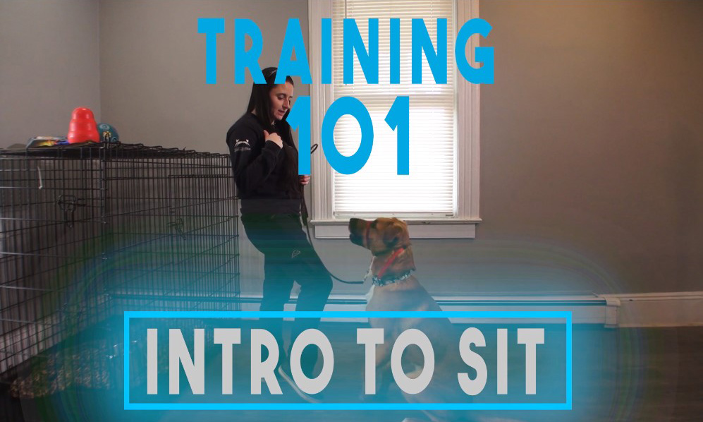 Intro to "Sit"