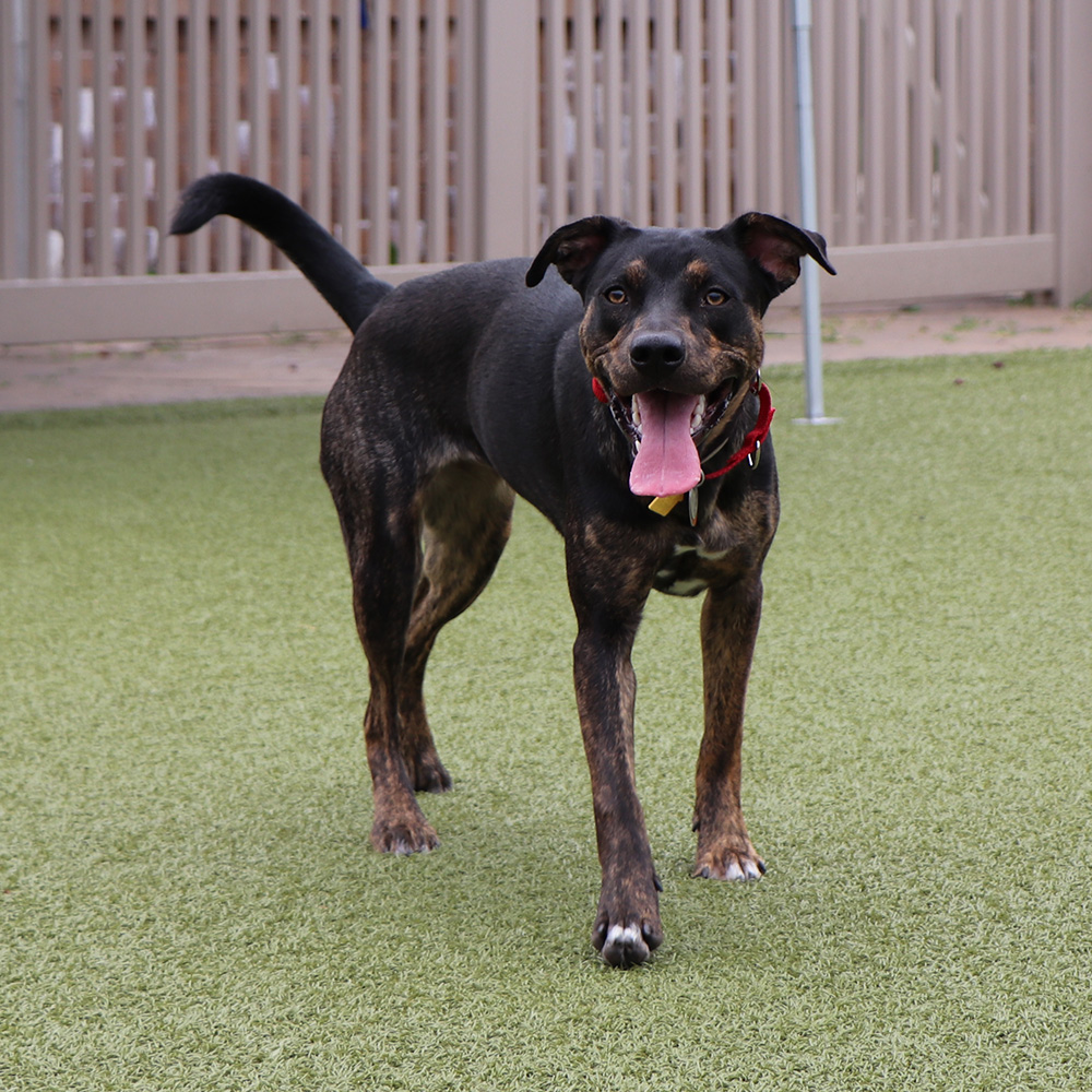 Brindle labradors sales
