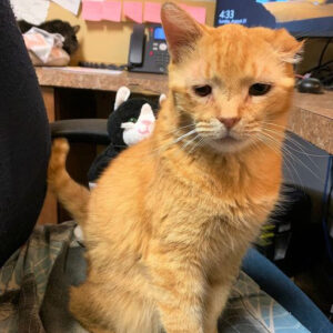 a cat sitting on a chair