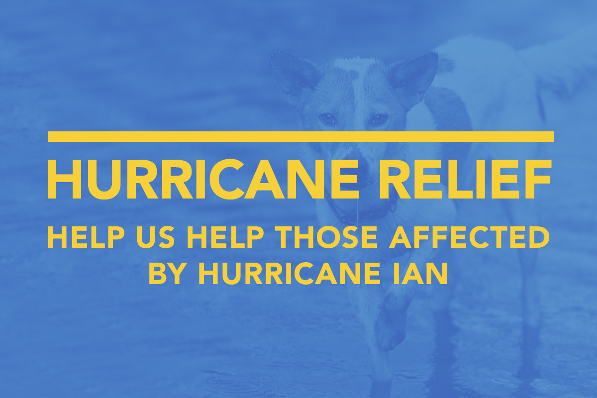 Typhoon Ian Reduction | Emergency Rescue