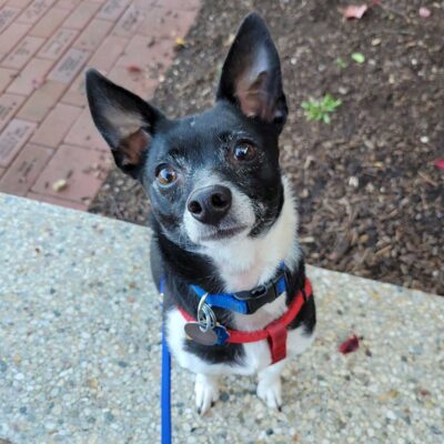 g25619-arnie-male-adult-black-white-rat-terrier-mix-011222