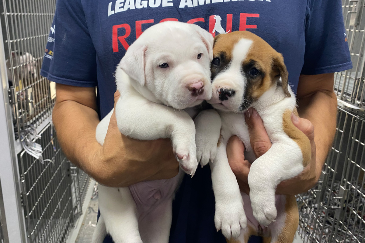 Animal Rescue is a Team Effort in Hurricane Ian Aftermath | Our Latest Rescues | Animal League Animal Rescue is a Team Effort in Hurricane Ian Aftermath | Our Latest Rescues | Animal League