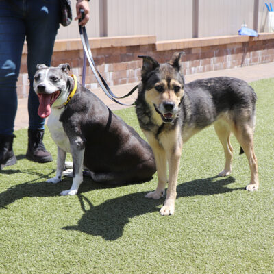 t83110-roxi-v27080-gemma-seniors-double-adoption-081622a