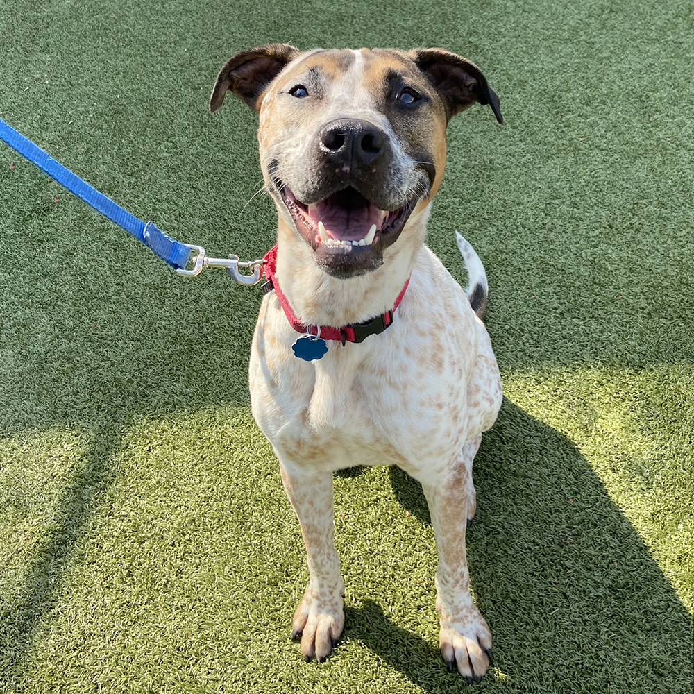 v33791 buddy male adult tri color brindle terrier mix 052021a