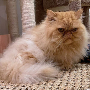 beth-blog-lolavie1 a cat lying on the floor