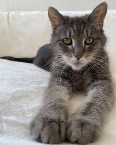 beth-blog-pear-grey a cat lying on a couch