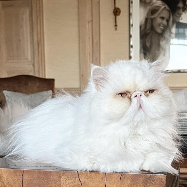 beth-blog-yoda a white cat lying on a table