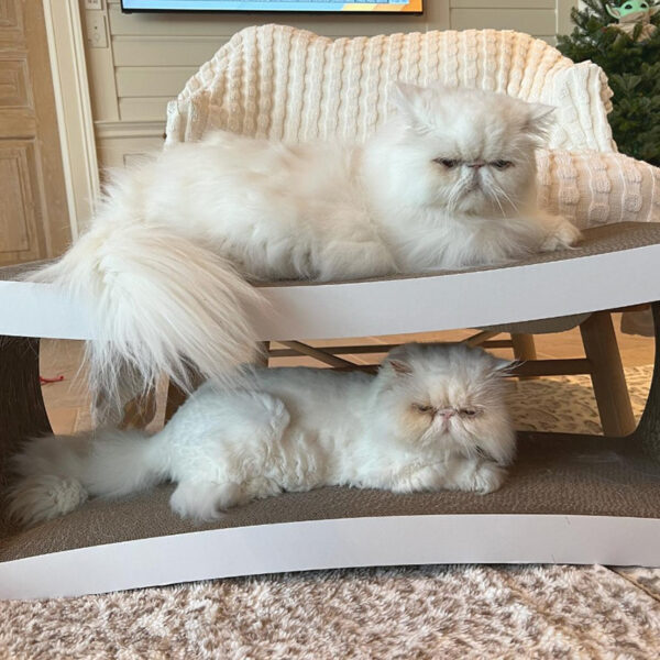 beth-blog-yoda-and-grogu two cats lying on a cat bed