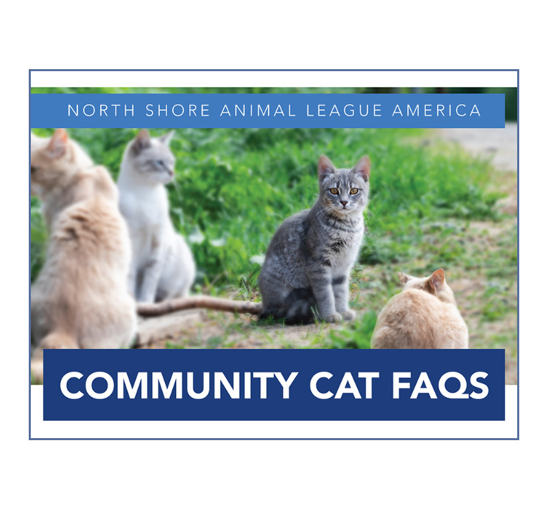Community Cats FAQ's