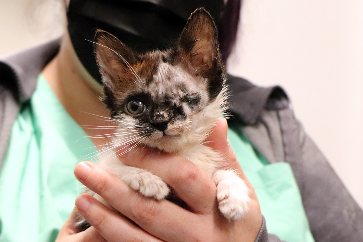 feature-rescue-granola-post-op-IMG_2521