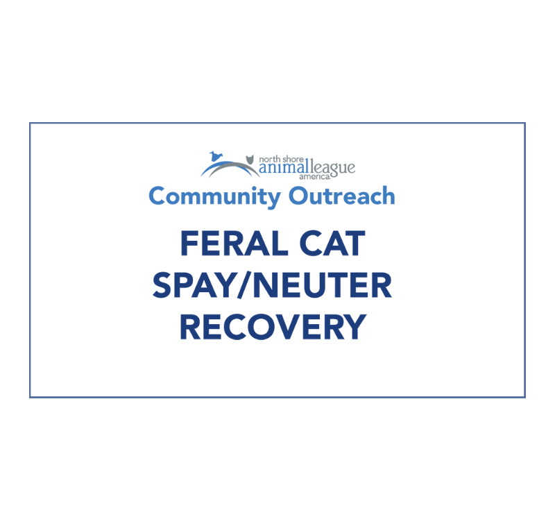 Feral Cat Spay/Neuter Recovery