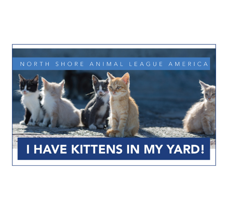 I Have Kittens In My Yard!