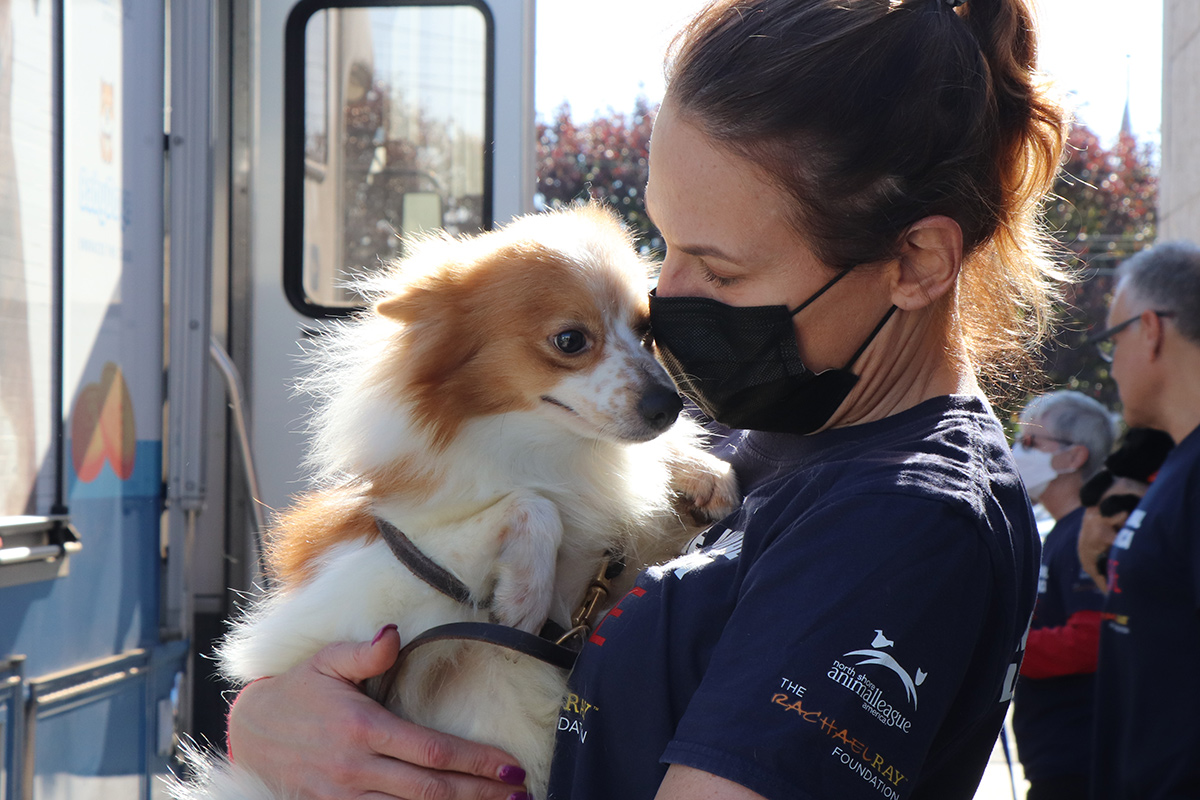 Papillon sales rescue midwest