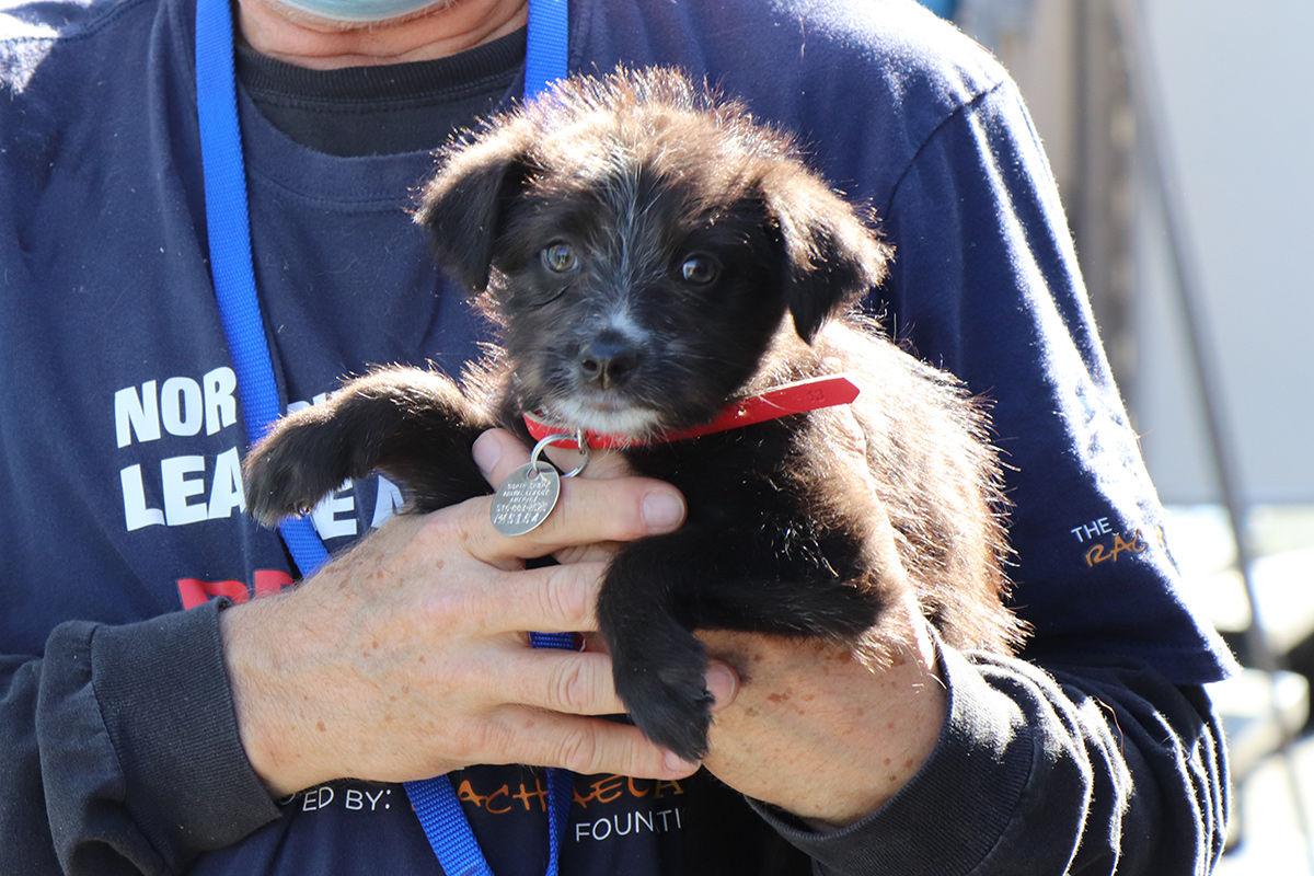 a person holding a black puppy