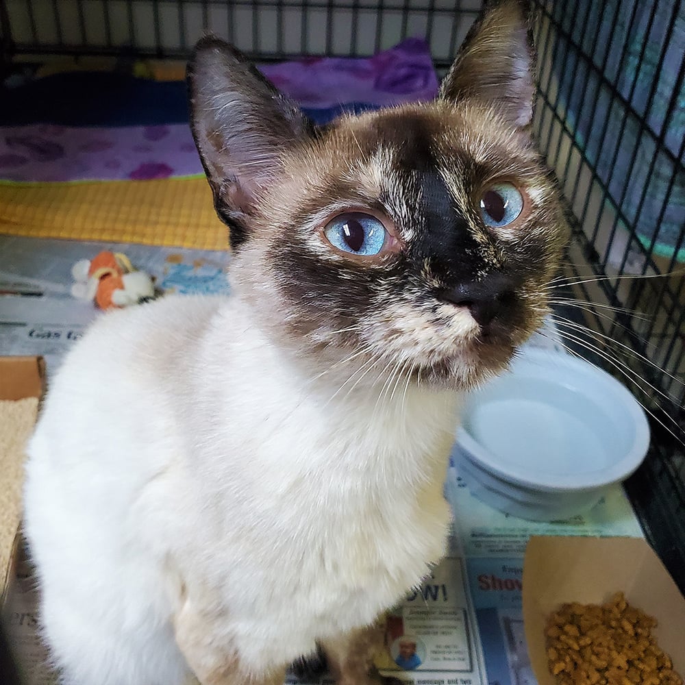 nci2972sagwafemaleyoungsiamesetortieadk111122 Animal League
