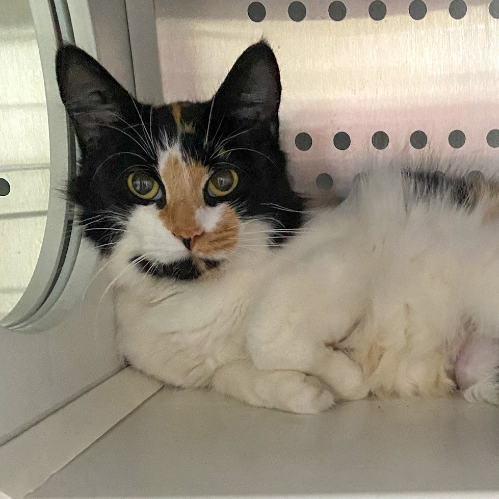 nci3173 molly female adult longhair calico adk 110722 Animal League