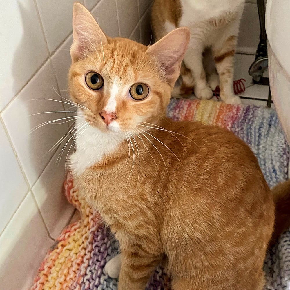 Female shop orange tabby