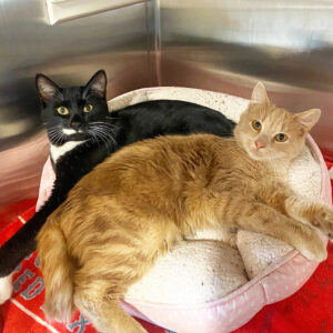 two cats lying on a bed