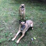 sponsor-pet-dakota-080922