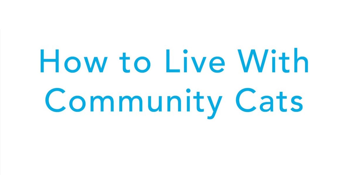 How to Live With Community Cats