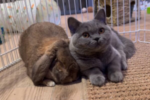 a cat and rabbit lying on the floor