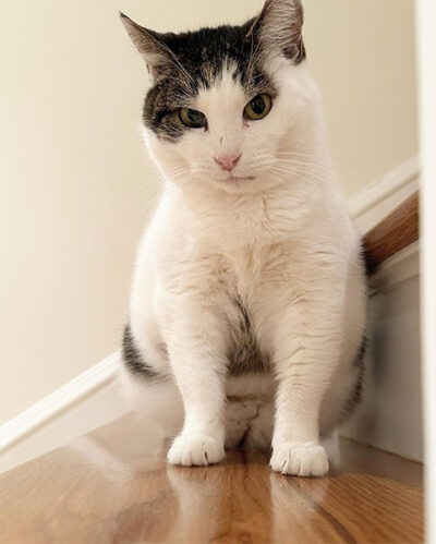 beth-blog-dec2022-miss-petunia Miss Petunia