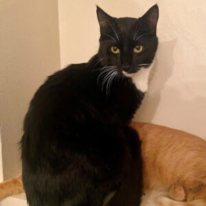 nci3327-ebeneezer-male-young-black-white-shorthair-adk-122022 | Animal