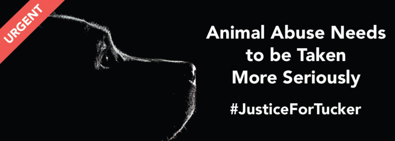 news-justice-for-tucker-banner