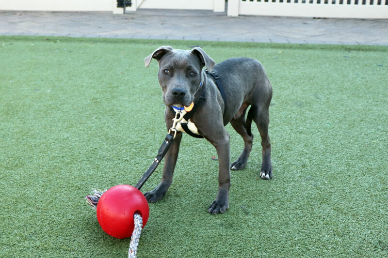 rescue-scr3495-clayton-(10)-121322 Clayton